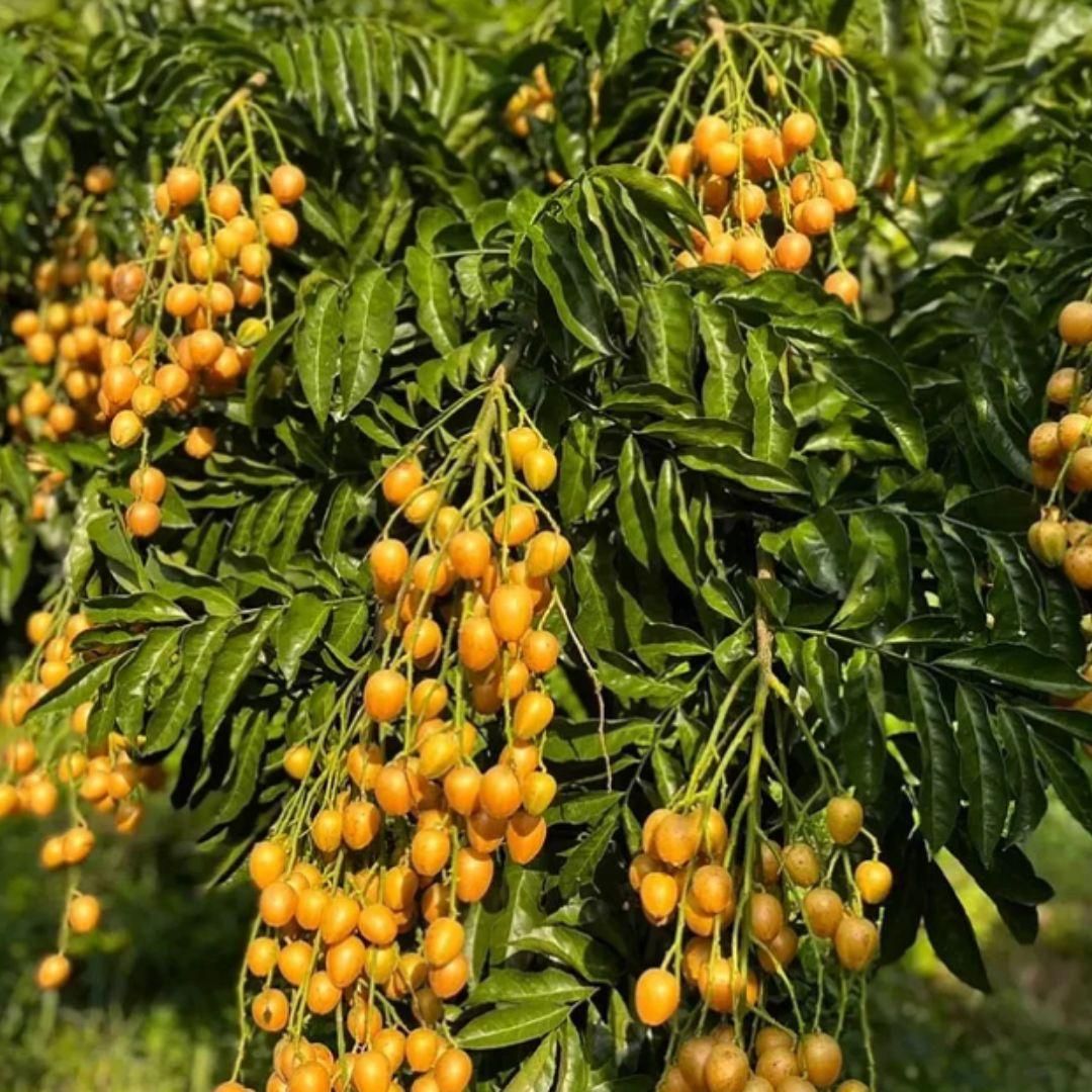 Wampee Seeds - Yellow Peel Fruit